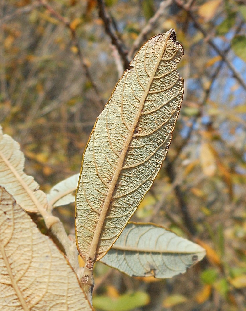 Salix atrocinerea / Salice di Gallura